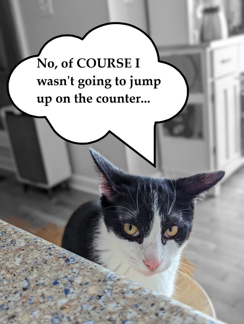 Oreo Cookie, a Adopted mixed breed in Clarksville, TN image 6/6