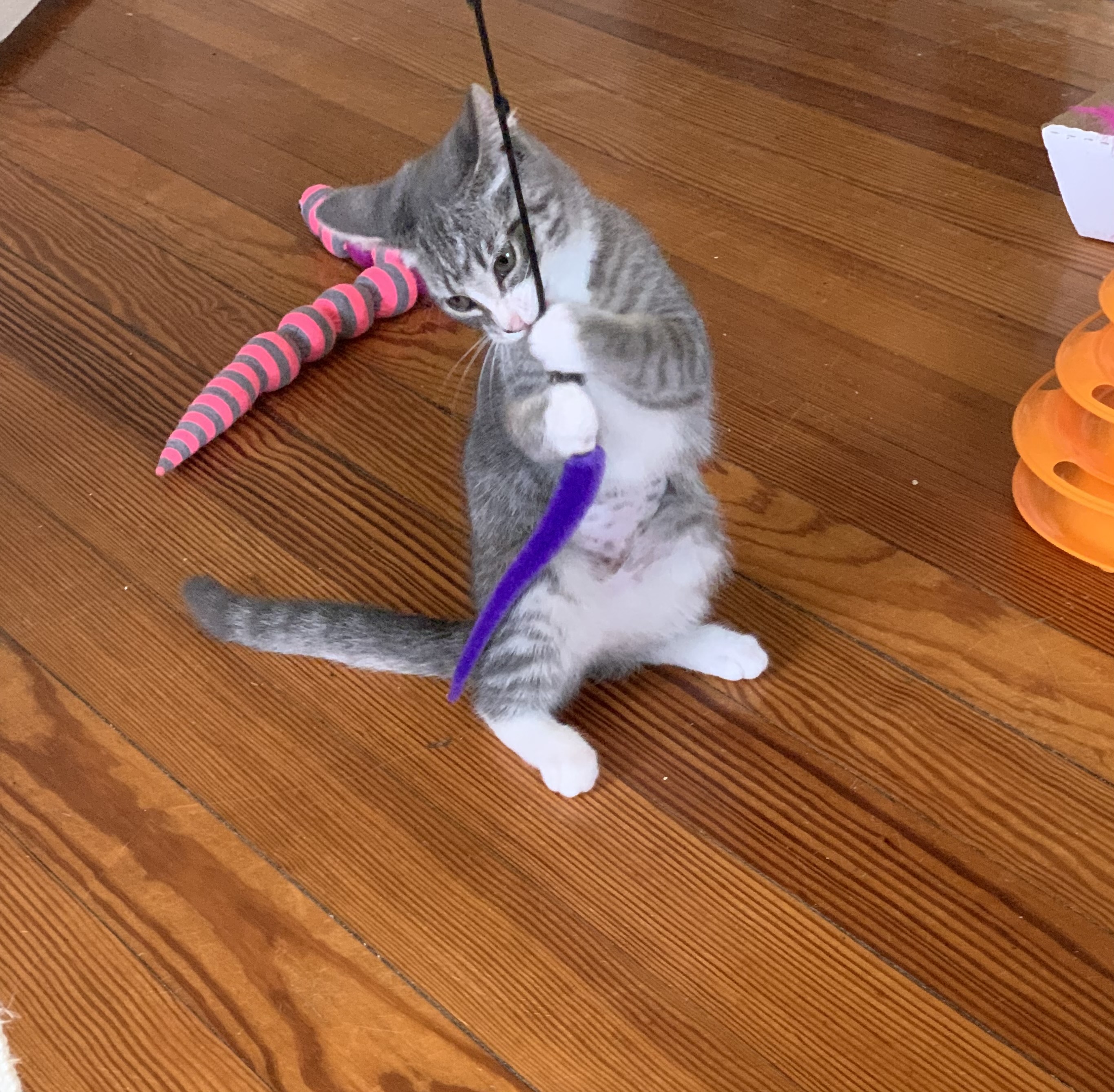 Enlarge Juliette, a Adopted American Shorthair in Hull, MA image 1/1