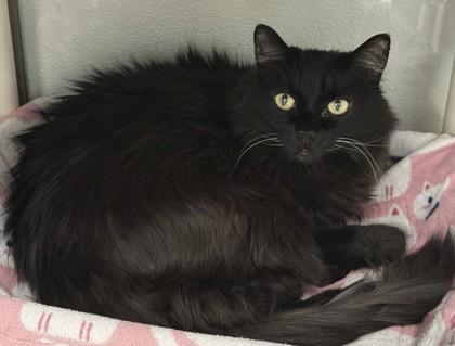 Bella Blue, a Adoptable mixed breed in Venice, FL image 3/3