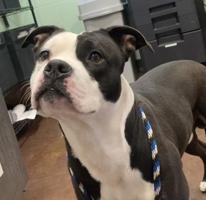 Enlarge Draco, a Adoptable mixed breed in Cincinnati, OH image 1/3