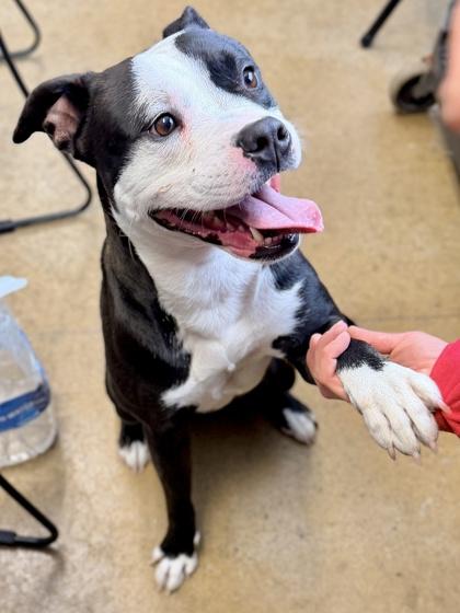 Enlarge Draco, a Adoptable mixed breed in Cincinnati, OH image 3/3