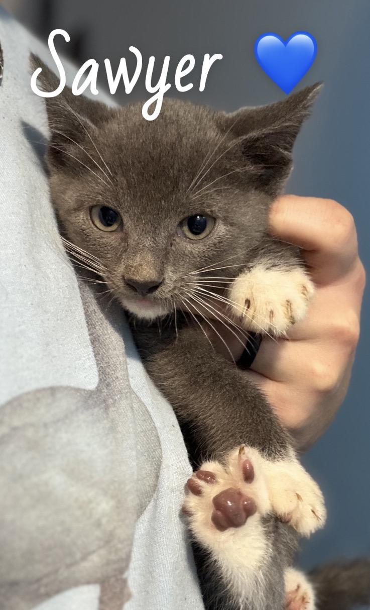 Enlarge Sawyer, an adopted American Shorthair in Felton, PA image 1/1