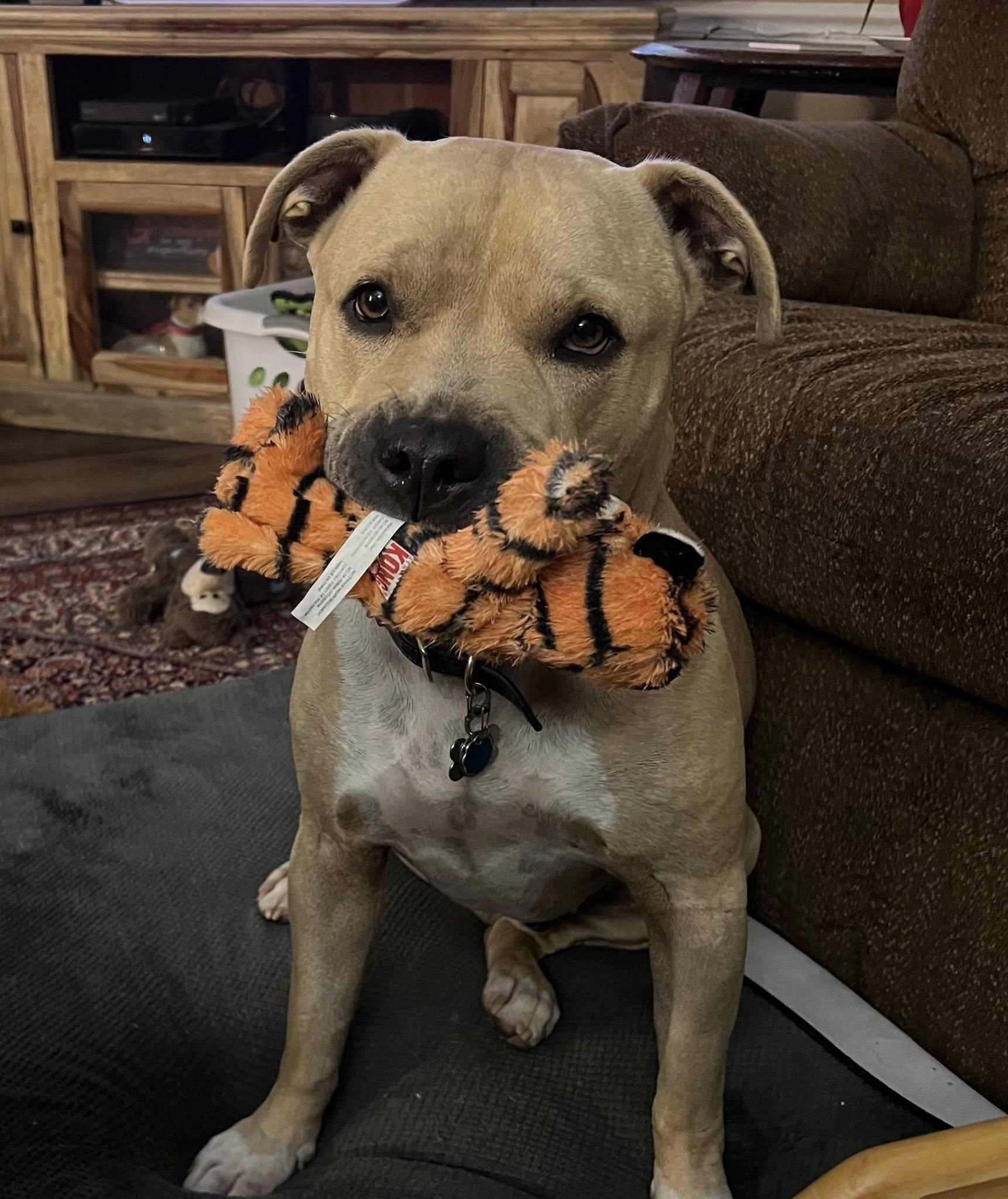 Tanner, Adopted, Adult Male American Staffordshire Terrier.