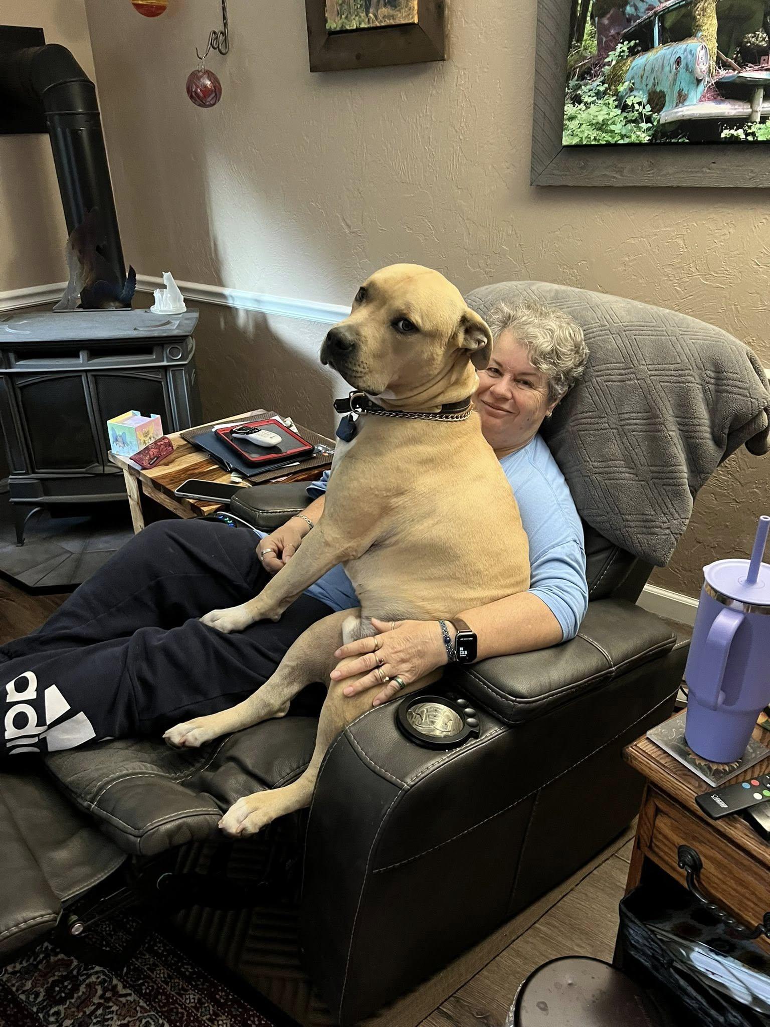 Enlarge Tanner, a Adopted American Staffordshire Terrier in West Linn, OR image 2/5