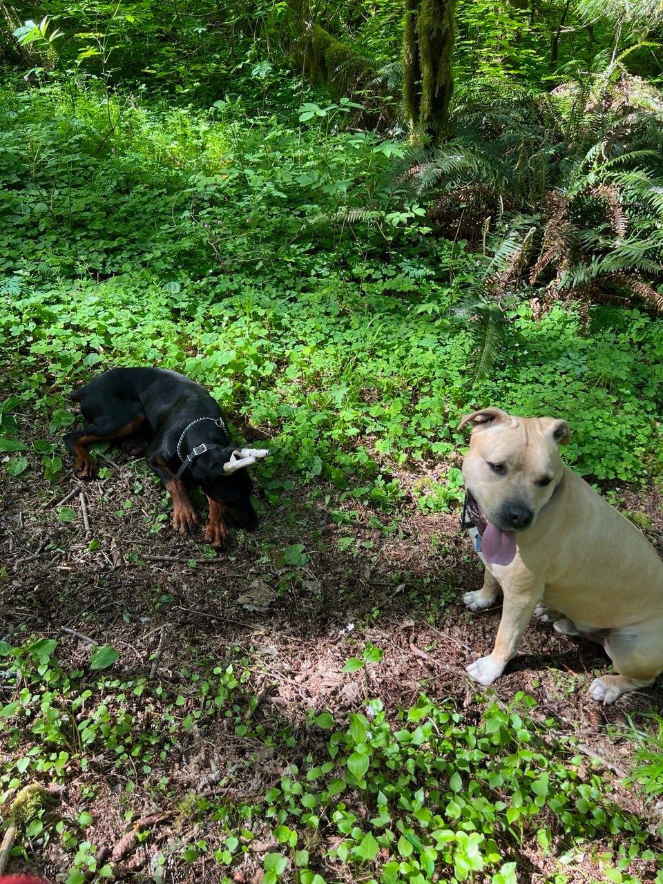 Enlarge Tanner, a Adopted American Staffordshire Terrier in West Linn, OR image 3/5