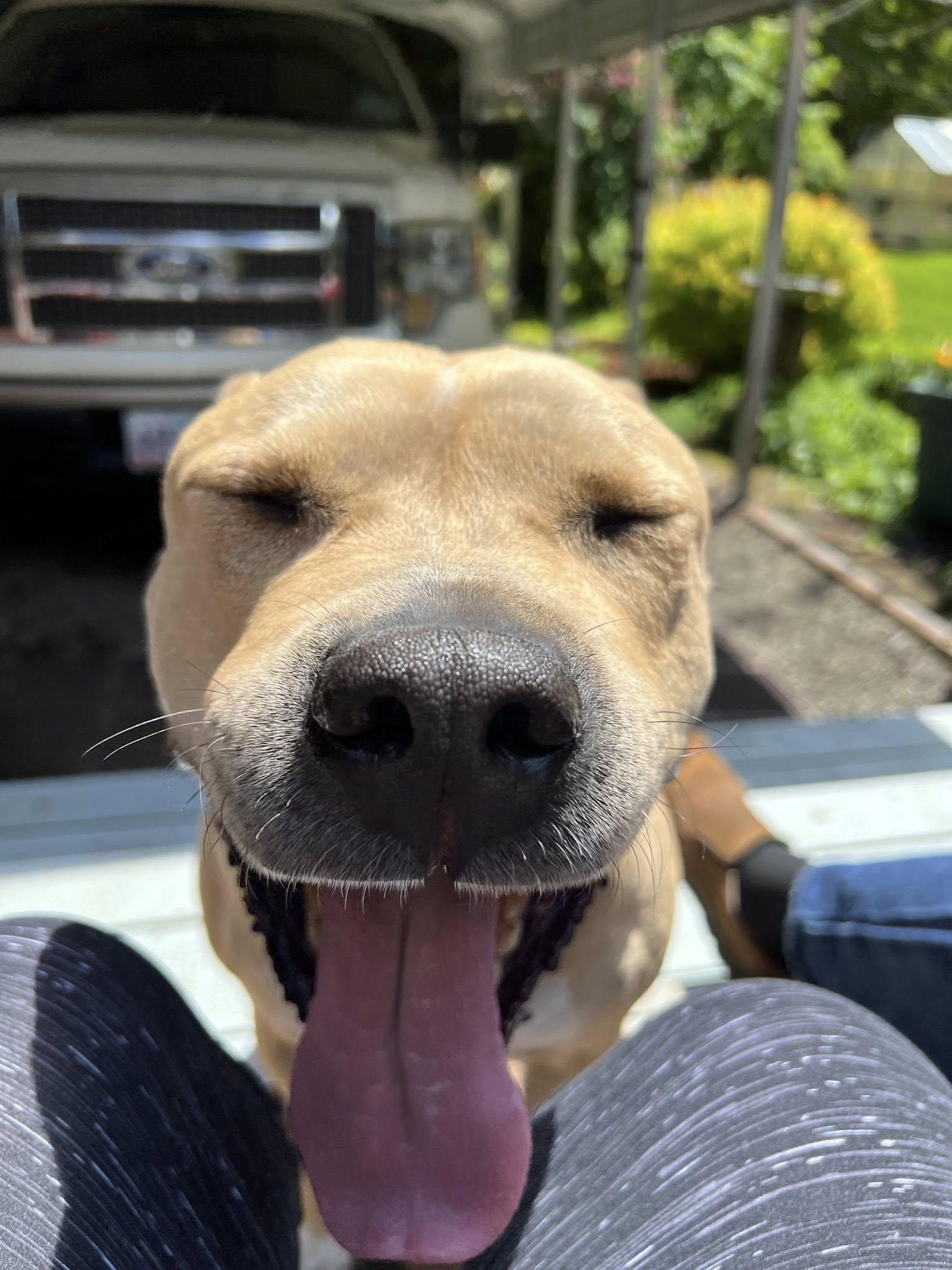 Enlarge Tanner, a Adopted American Staffordshire Terrier in West Linn, OR image 4/5