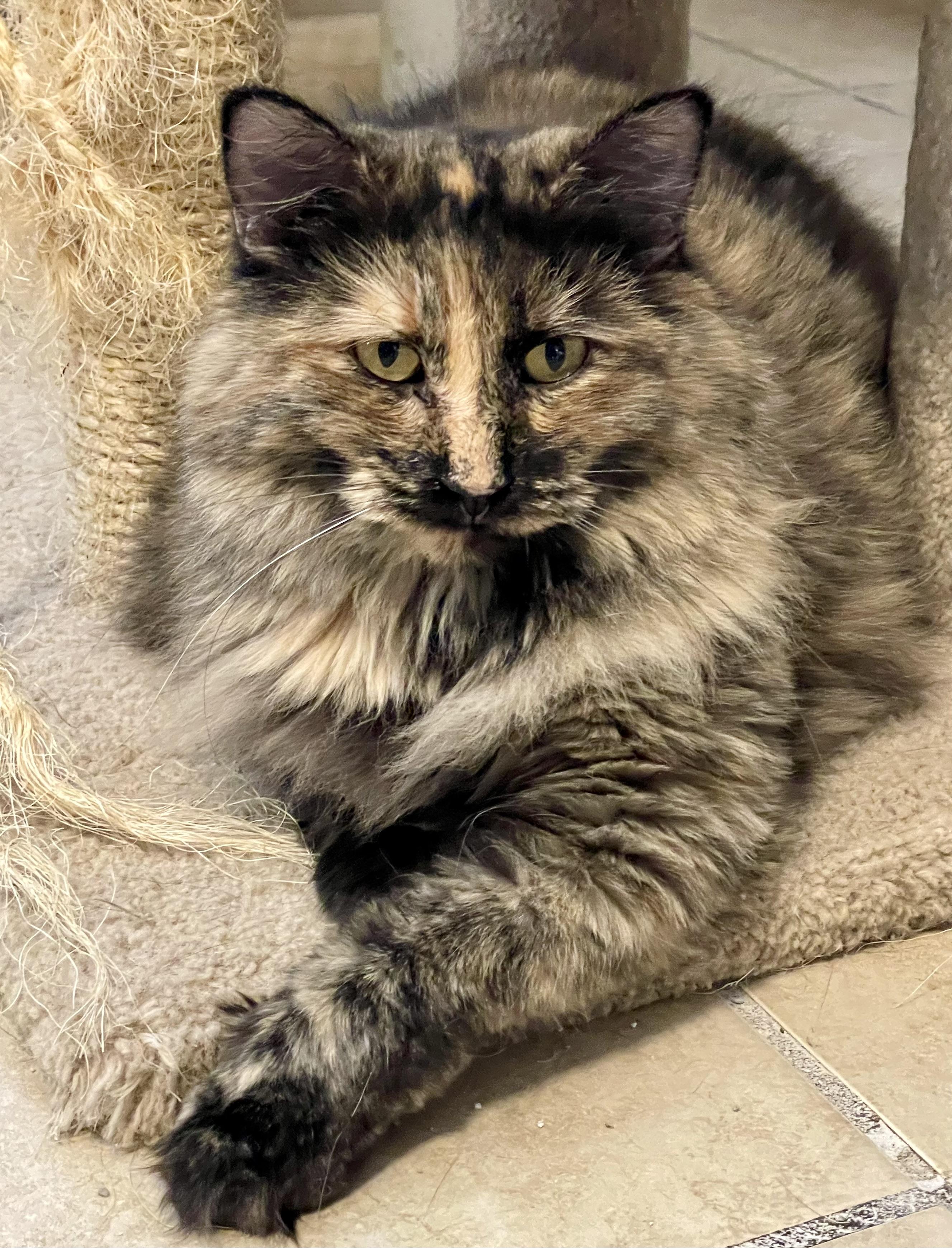 Louise, Adoptable, Young Female Tortoiseshell.