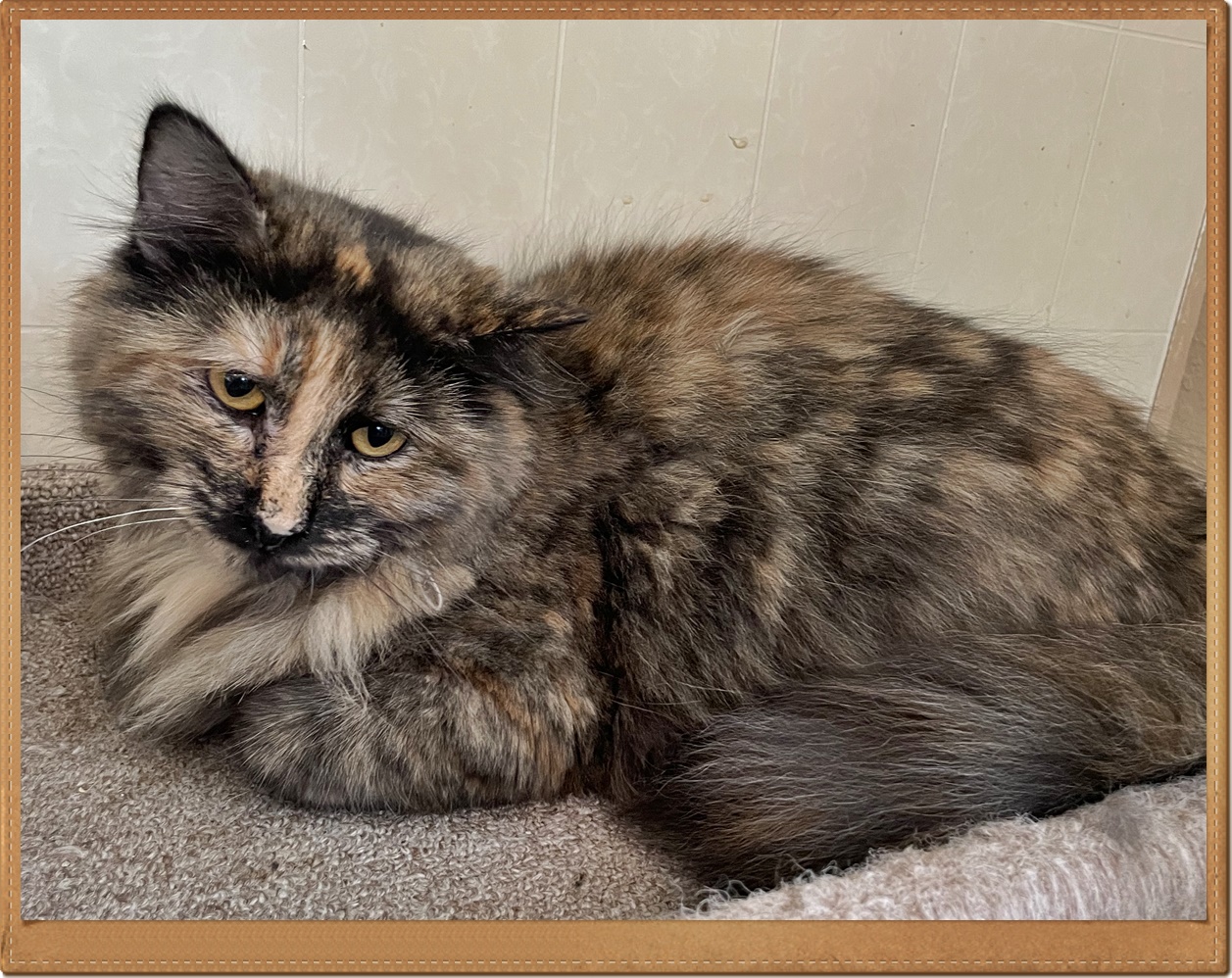 Louise, a Adoptable mixed breed in Lacon, IL image 3/3