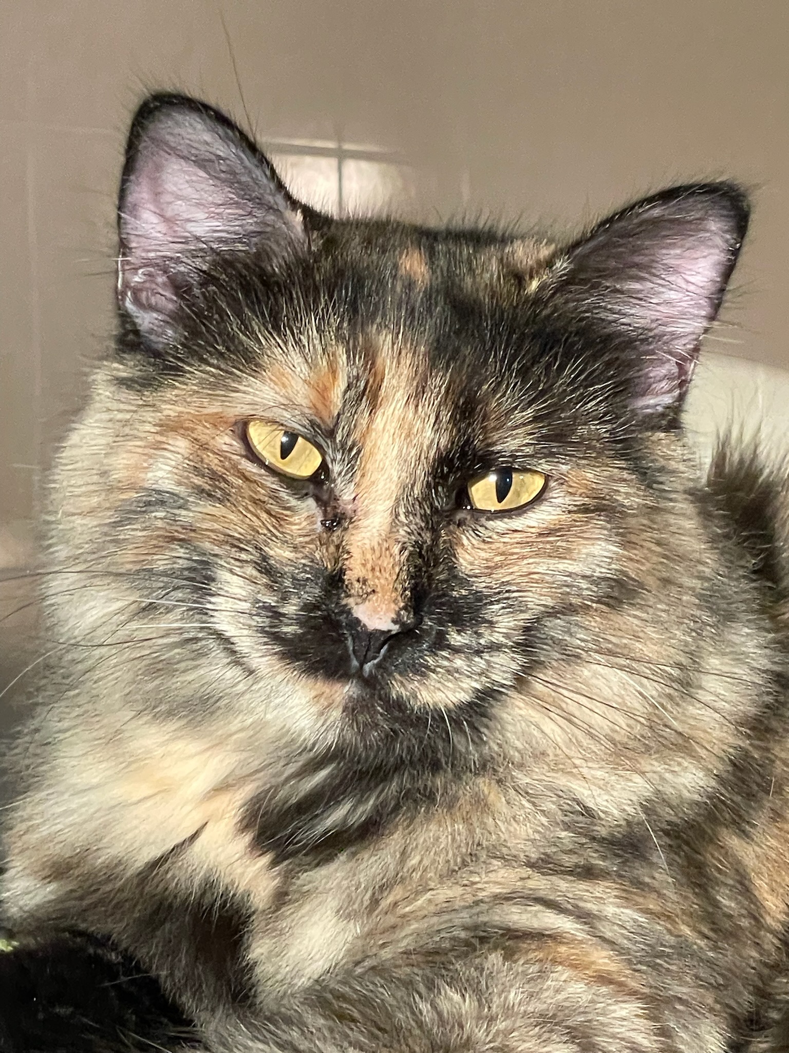 Louise, a Adoptable mixed breed in Lacon, IL image 2/3