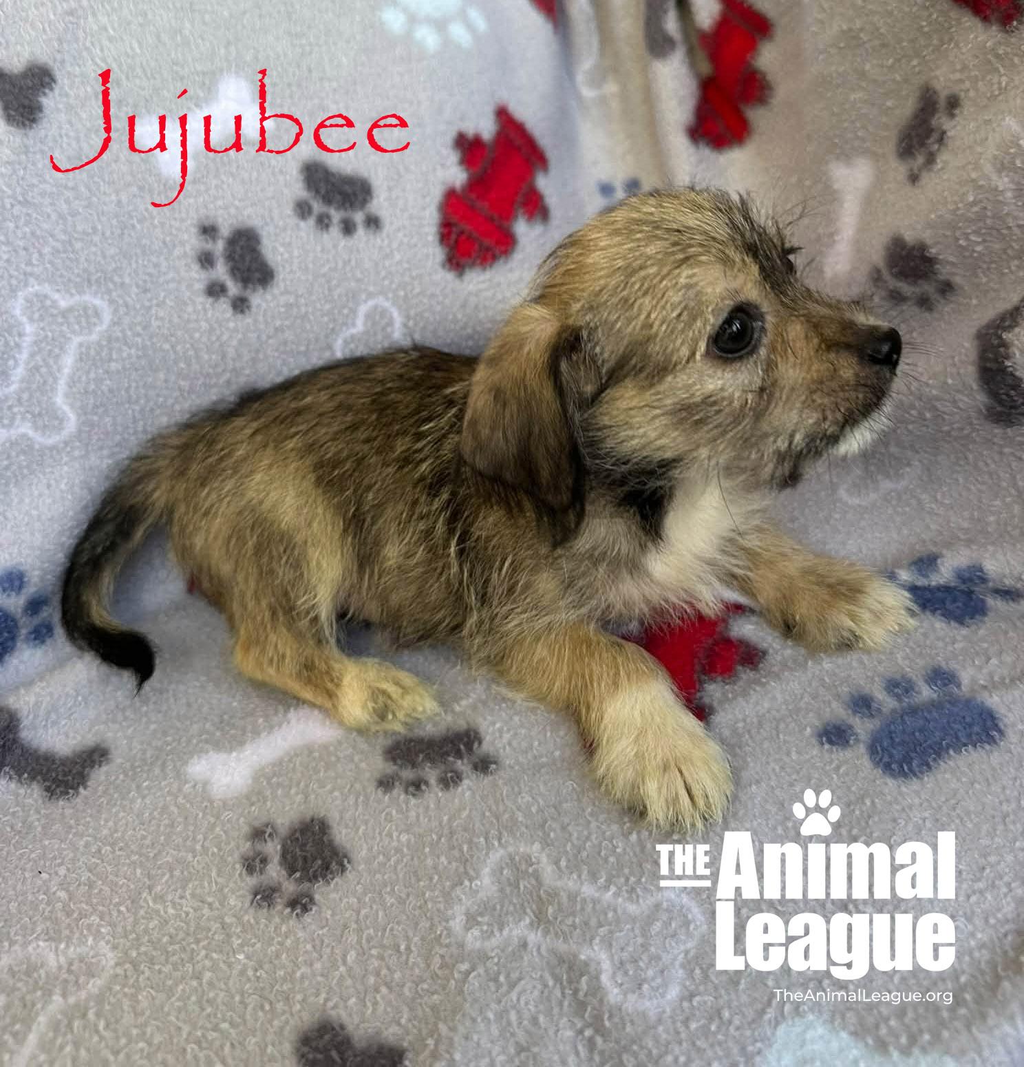 Enlarge Jujubee, a Adopted mixed breed in Groveland, FL image 3/3