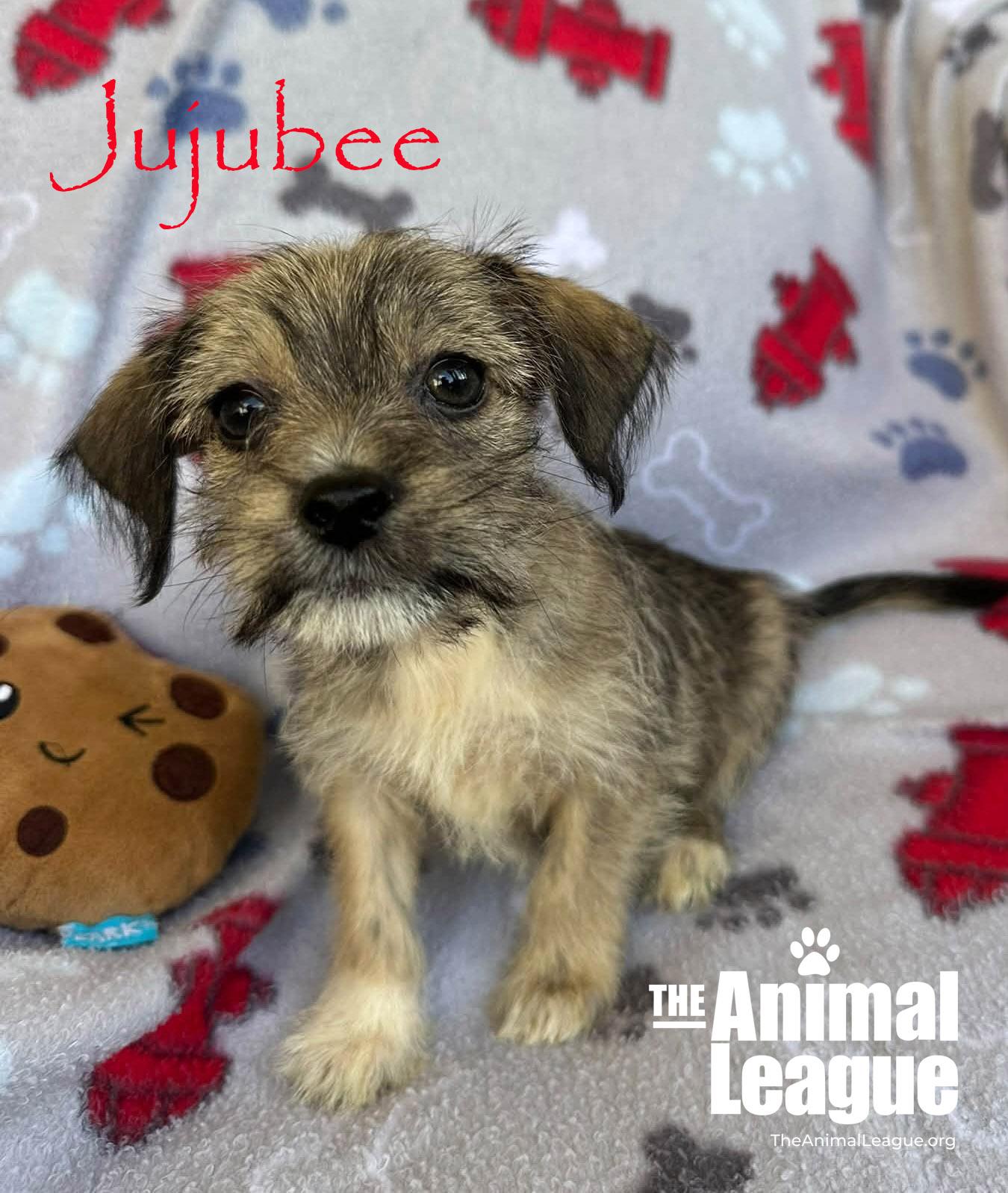 Jujubee, Adoptable, Puppy Male Chihuahua & Shih Tzu.