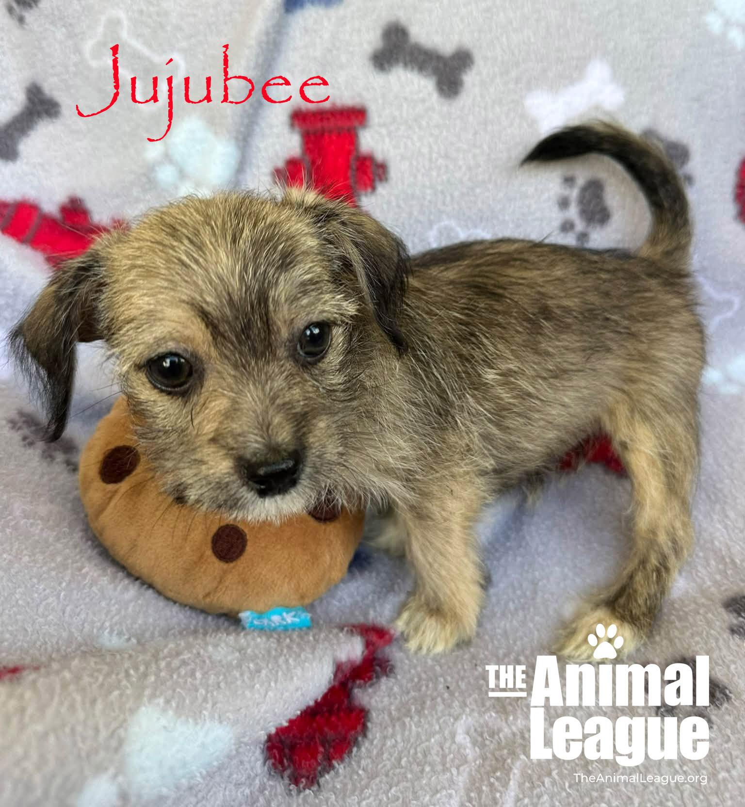 Enlarge Jujubee, a Adopted mixed breed in Groveland, FL image 2/3