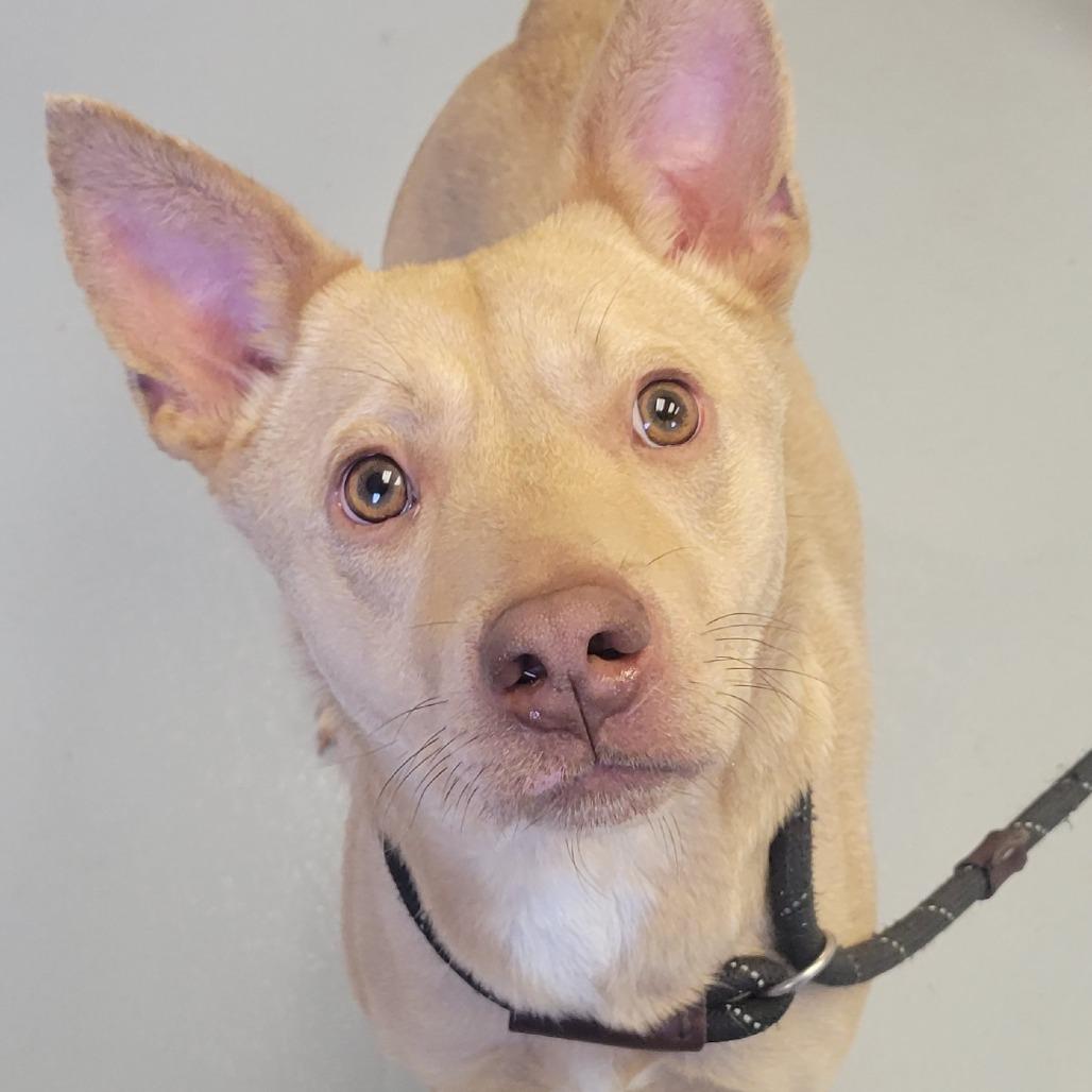 Enlarge Capricorn, a Adoptable mixed breed in Concord, NC image 1/6