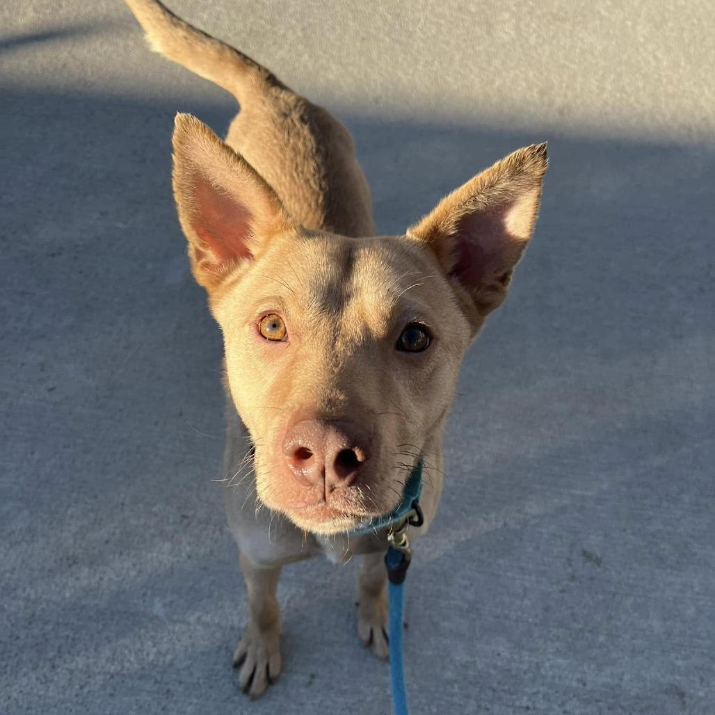 Enlarge Capricorn, a Adoptable mixed breed in Concord, NC image 2/6