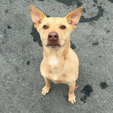 Enlarge Capricorn, a Adoptable mixed breed in Concord, NC image 3/6