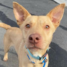 Enlarge Capricorn, a Adoptable mixed breed in Concord, NC image 4/6