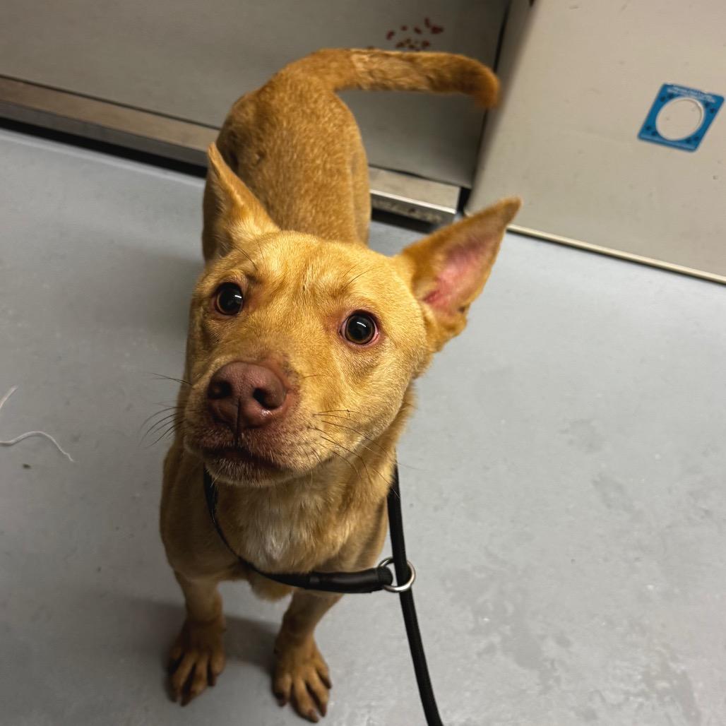 Enlarge Capricorn, a Adoptable mixed breed in Concord, NC image 5/6