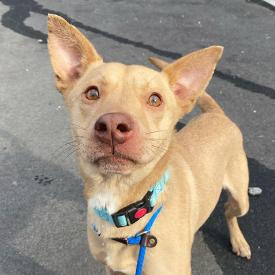 Enlarge Capricorn, a Adoptable mixed breed in Concord, NC image 6/6
