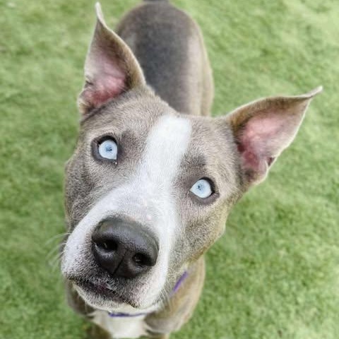 Thumper, Adoptable, Adult Male Catahoula Leopard Dog.