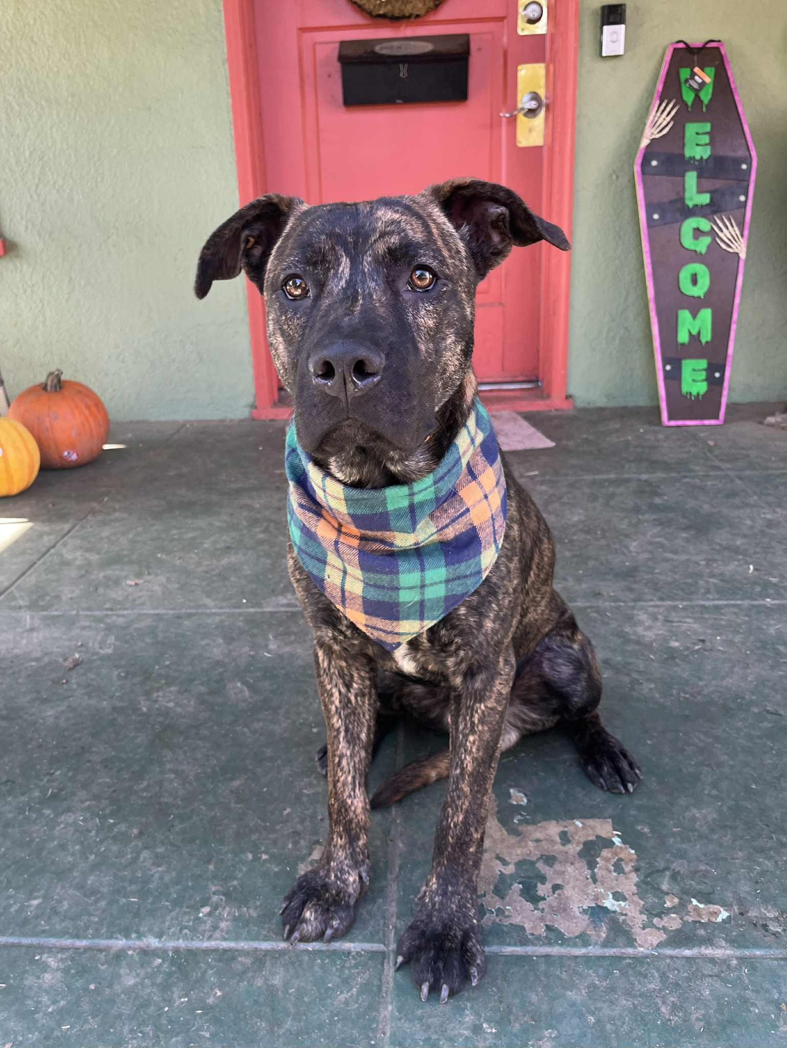 Enlarge Oso, a ADOPTABLE mixed breed in Yuba City, CA image 3/4