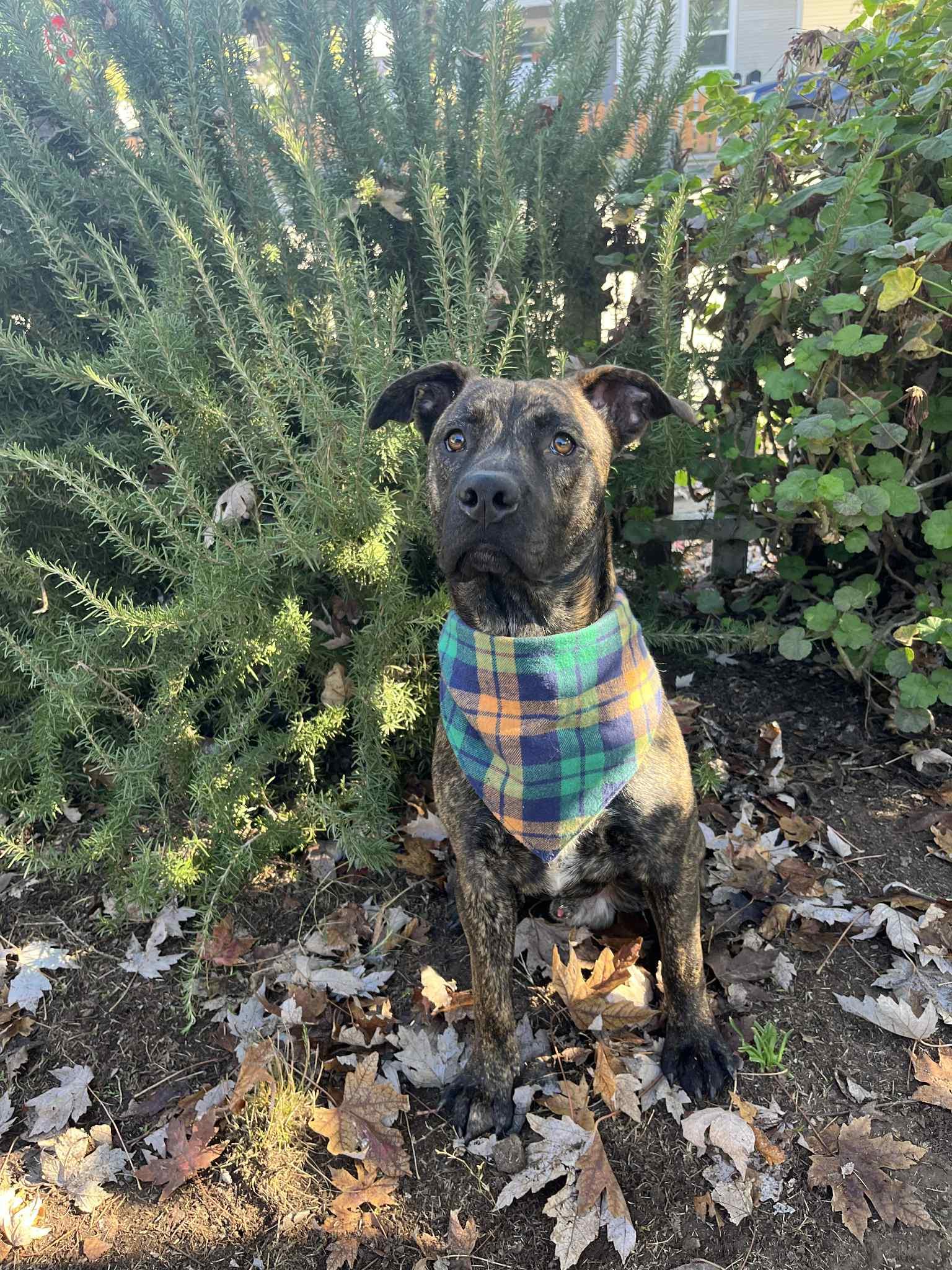 Enlarge Oso, a ADOPTABLE mixed breed in Yuba City, CA image 4/4