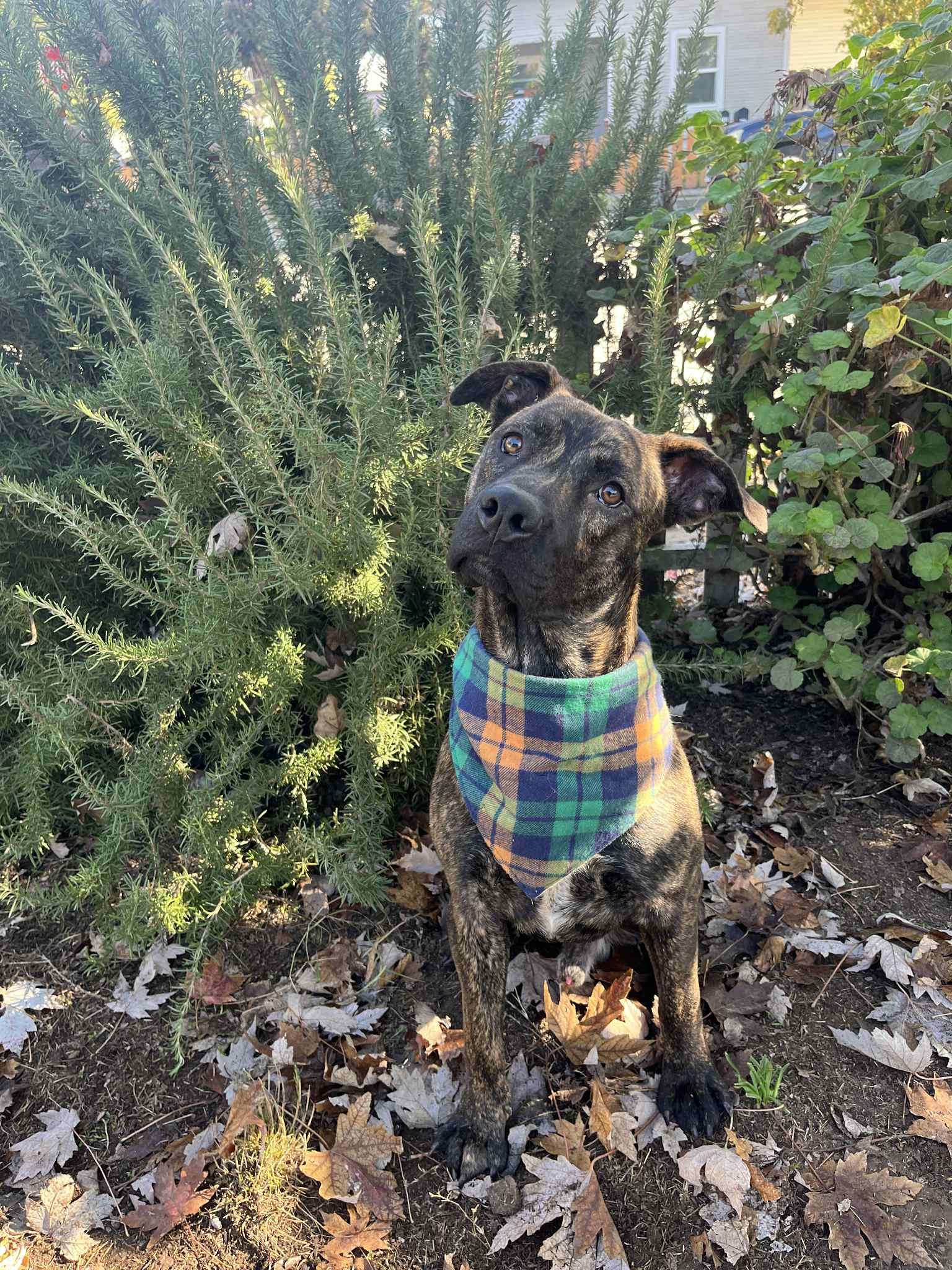 Oso, ADOPTABLE, Young Male Pit Bull Terrier.