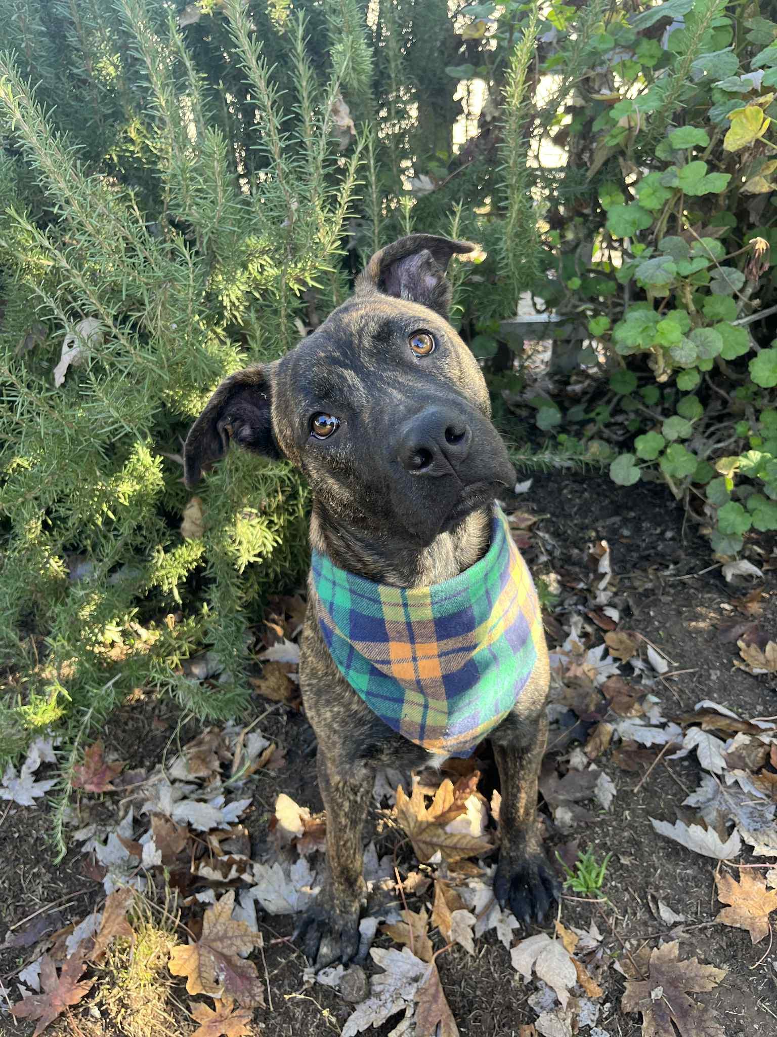 Enlarge Oso, a ADOPTABLE mixed breed in Yuba City, CA image 1/4