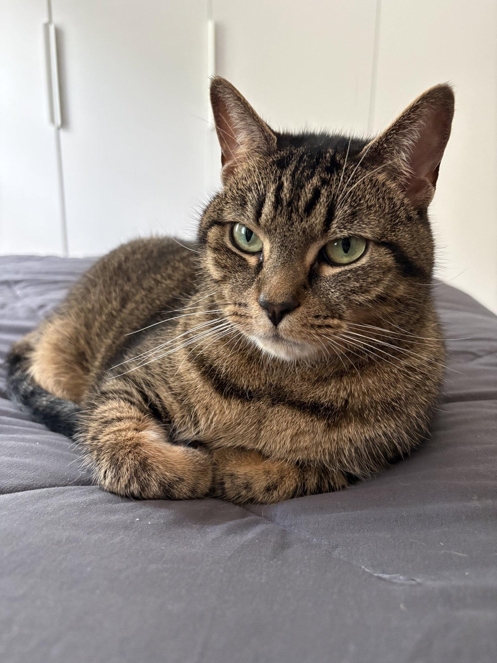 Cheetah URGENT FEE WAIVED, Adoptable, Adult Female Domestic Short Hair.