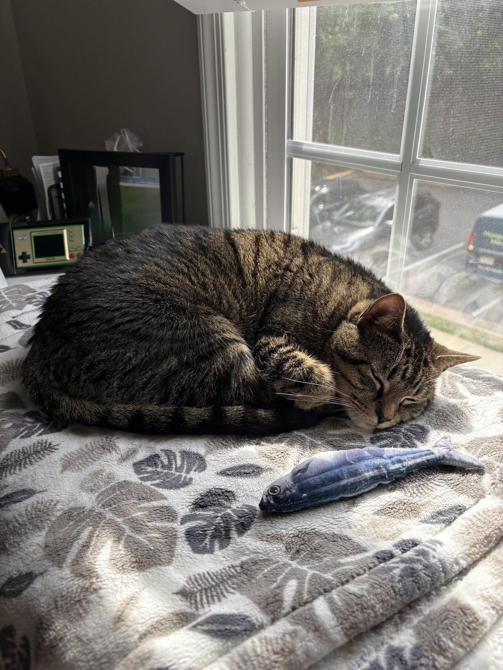 Enlarge Cheetah URGENT FEE WAIVED, a Adoptable Domestic Short Hair in Herndon, VA image 2/3