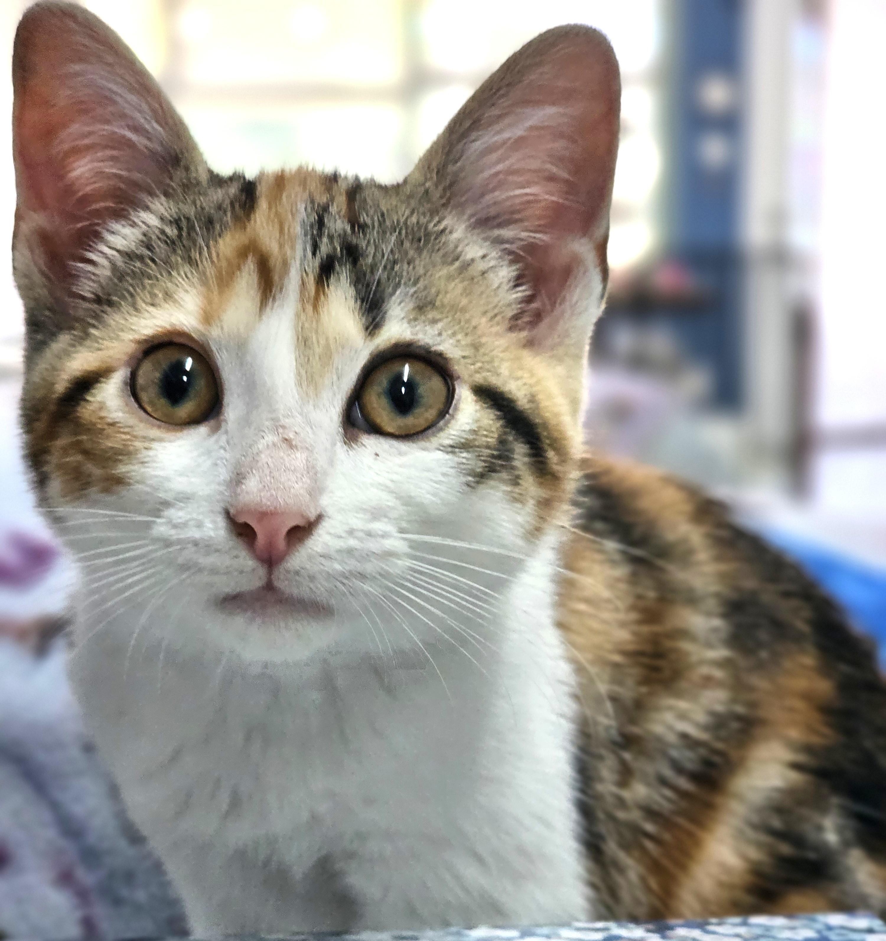 Pickle, ADOPTABLE, Kitten Female Domestic Short Hair.