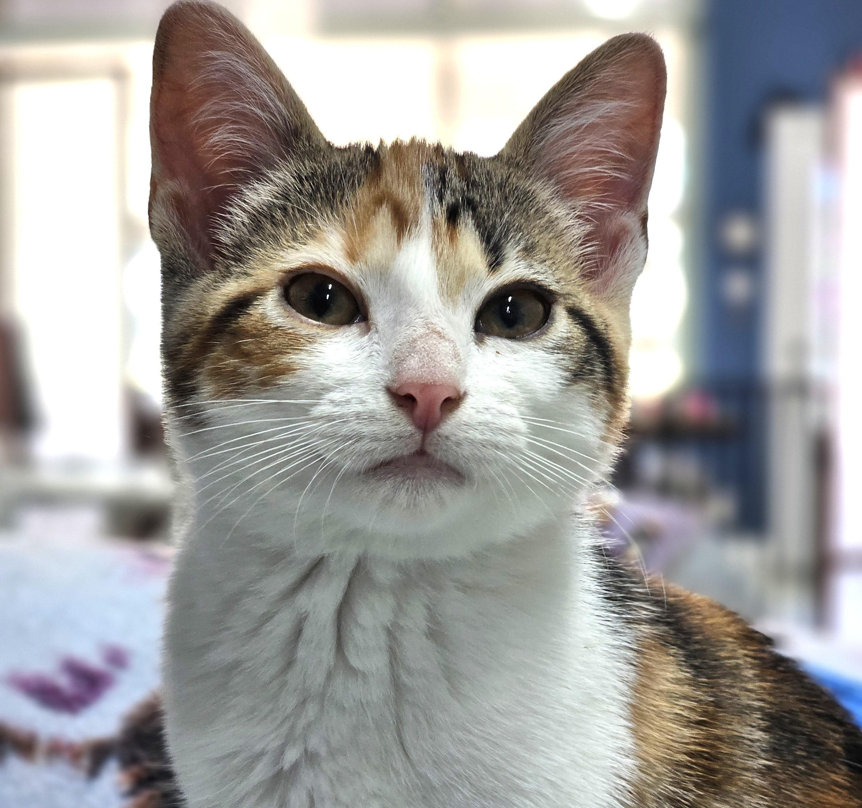 Enlarge Pickle, a ADOPTABLE Domestic Short Hair in Toledo, OH image 4/5