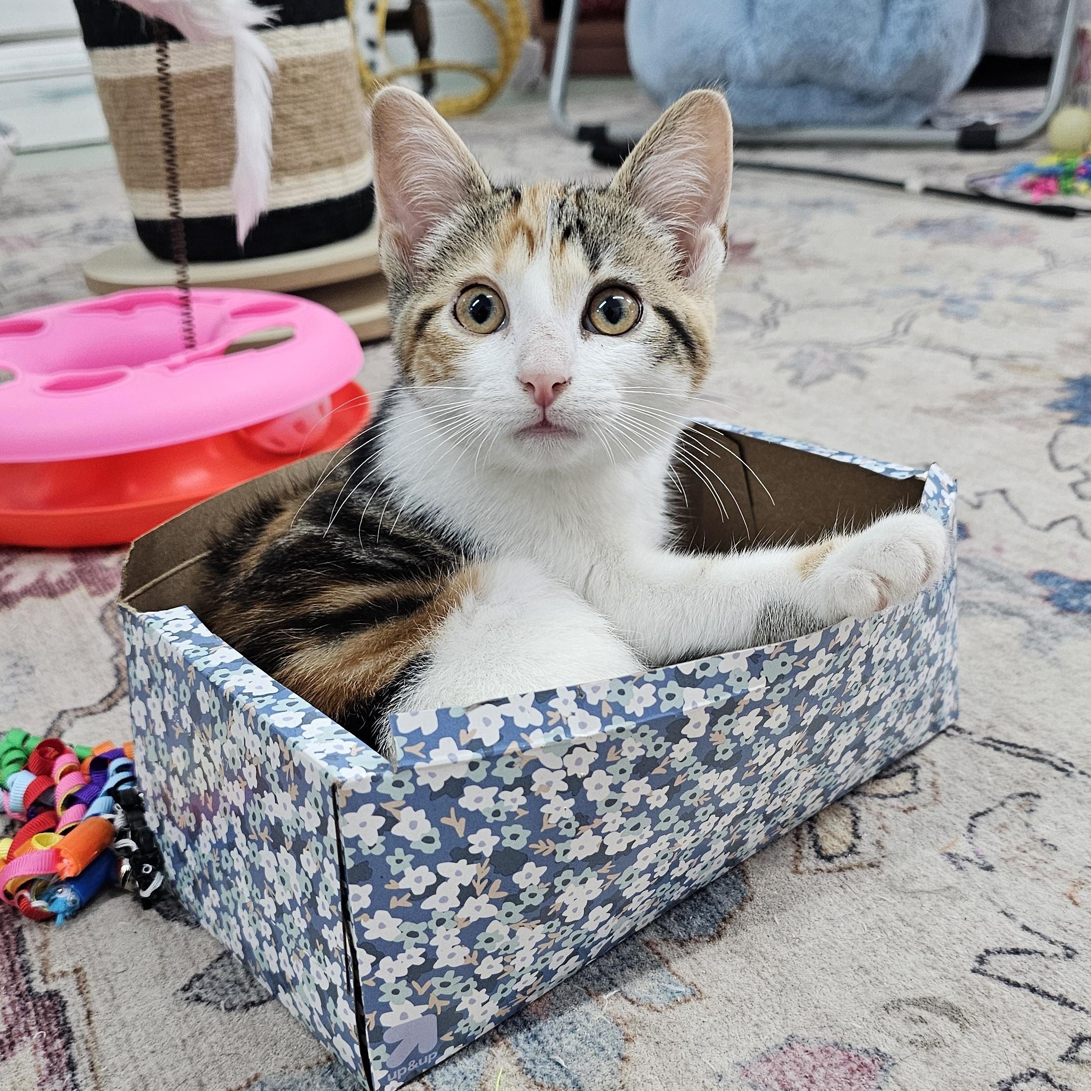 Enlarge Pickle, a ADOPTABLE Domestic Short Hair in Toledo, OH image 3/5
