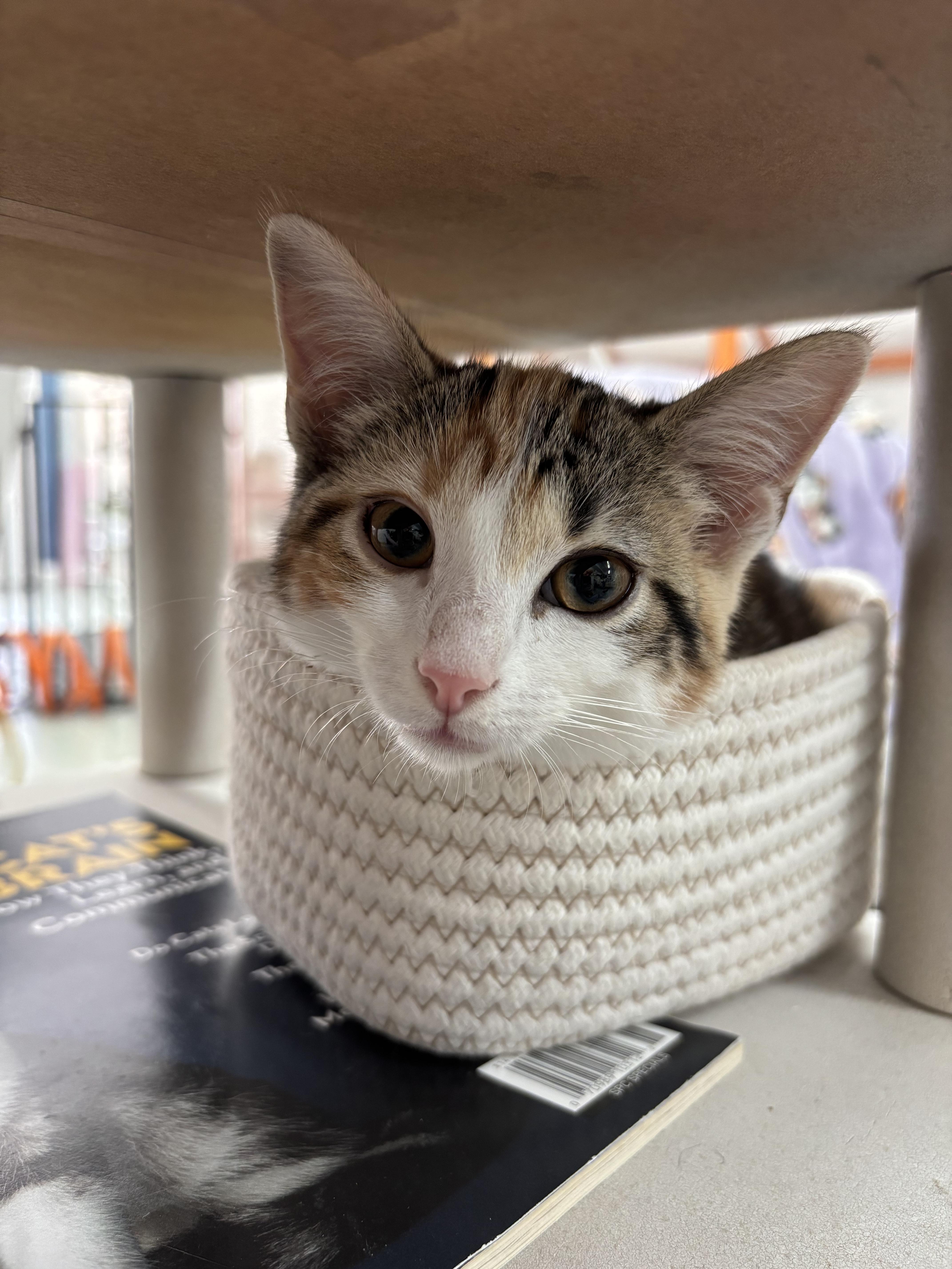 Enlarge Pickle, a ADOPTABLE Domestic Short Hair in Toledo, OH image 5/5