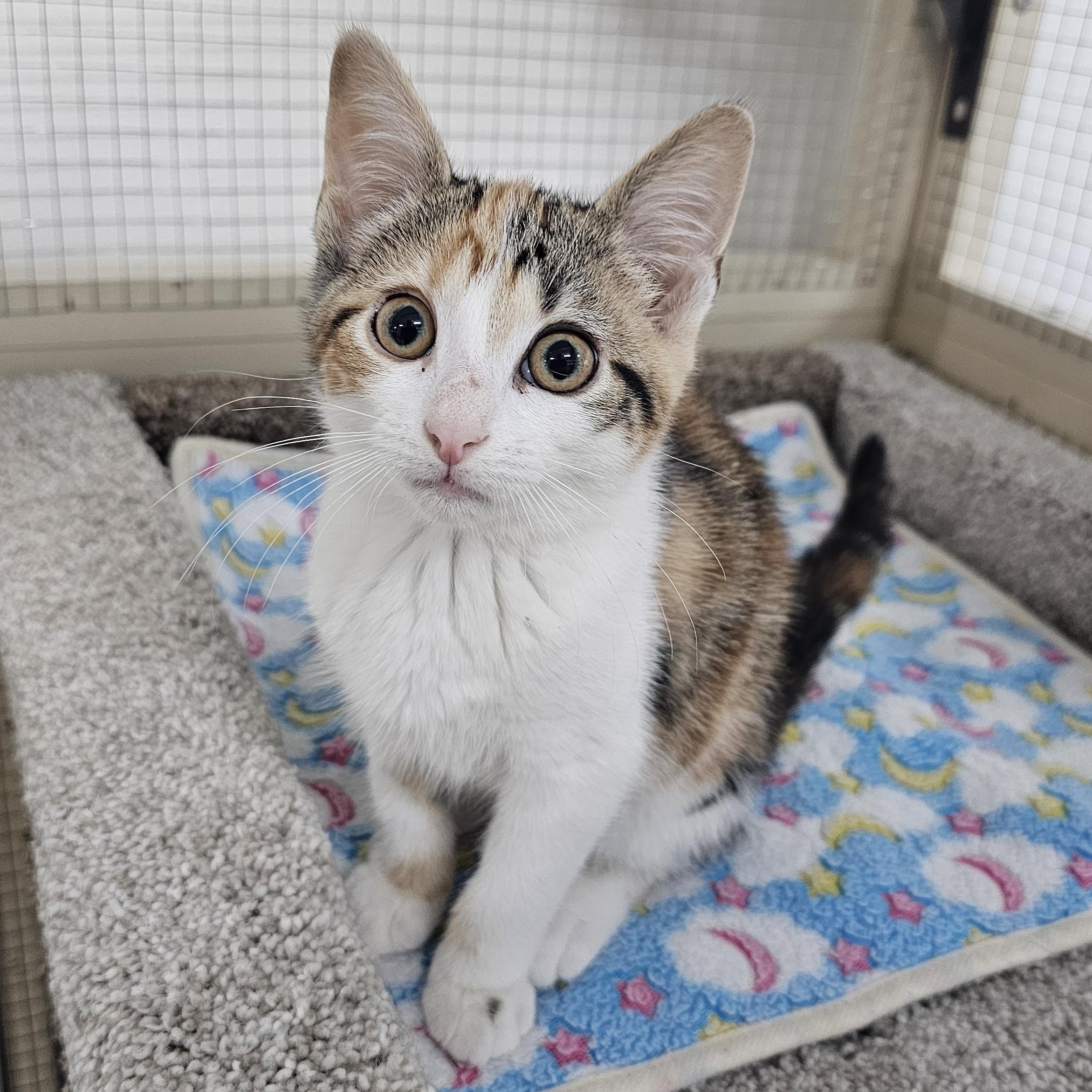 Enlarge Pickle, a ADOPTABLE Domestic Short Hair in Toledo, OH image 2/5
