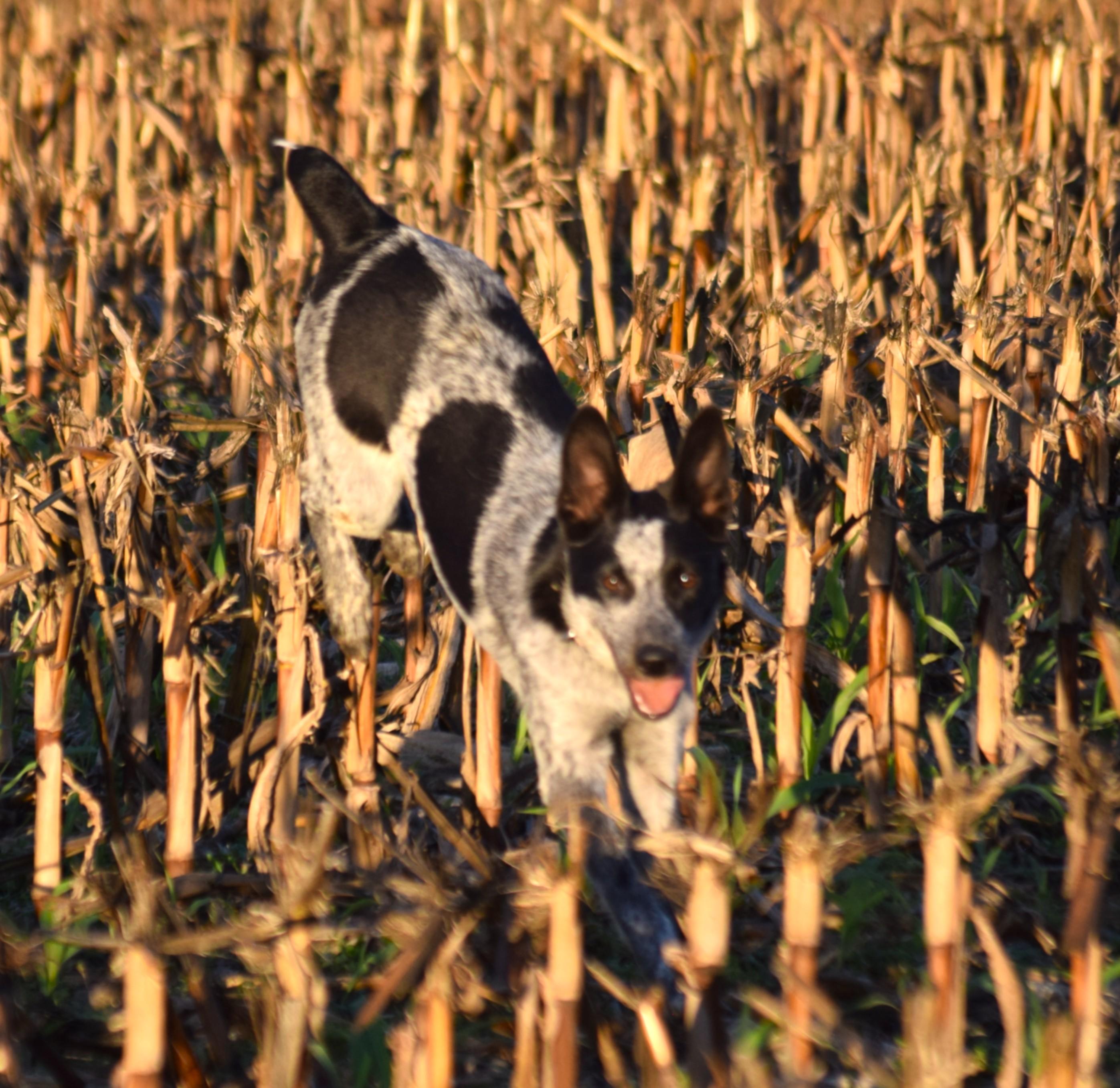 Jami - velcro baby!, a Adoptable Australian Cattle Dog / Blue Heeler in Rockport, IN image 2/5