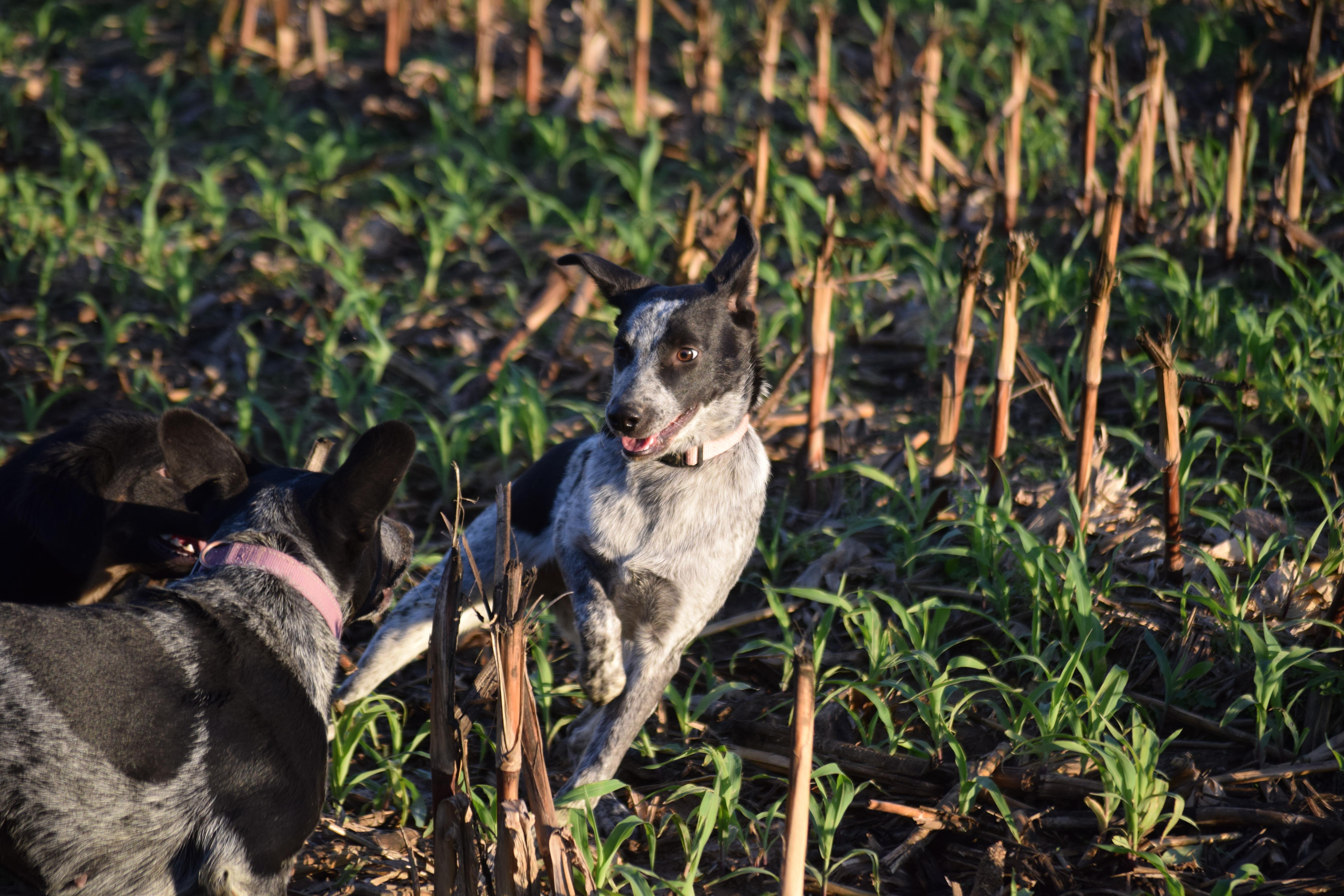 Jami - velcro baby!, a Adoptable Australian Cattle Dog / Blue Heeler in Rockport, IN image 3/5