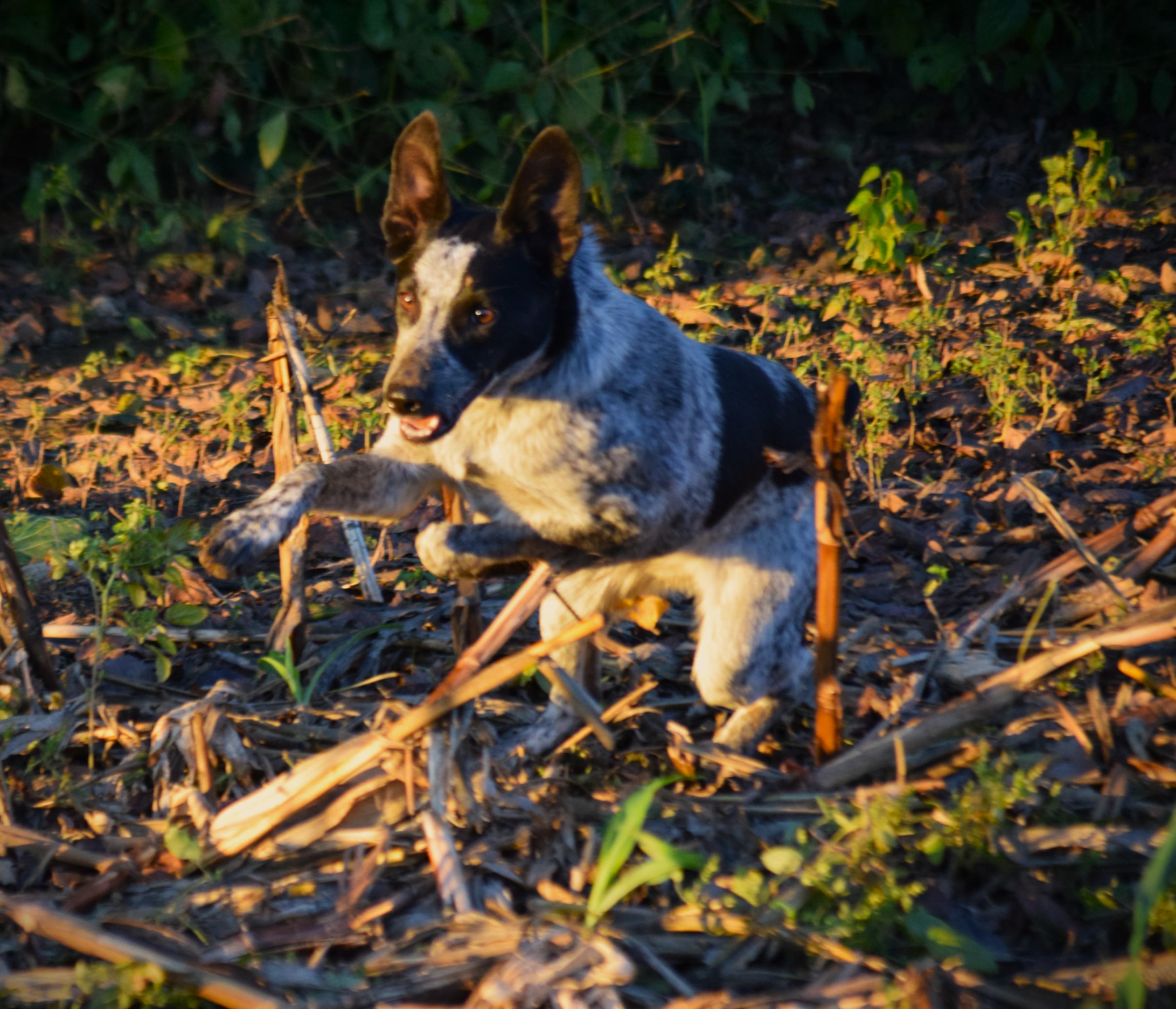 Jami - velcro baby!, a Adoptable Australian Cattle Dog / Blue Heeler in Rockport, IN image 4/5