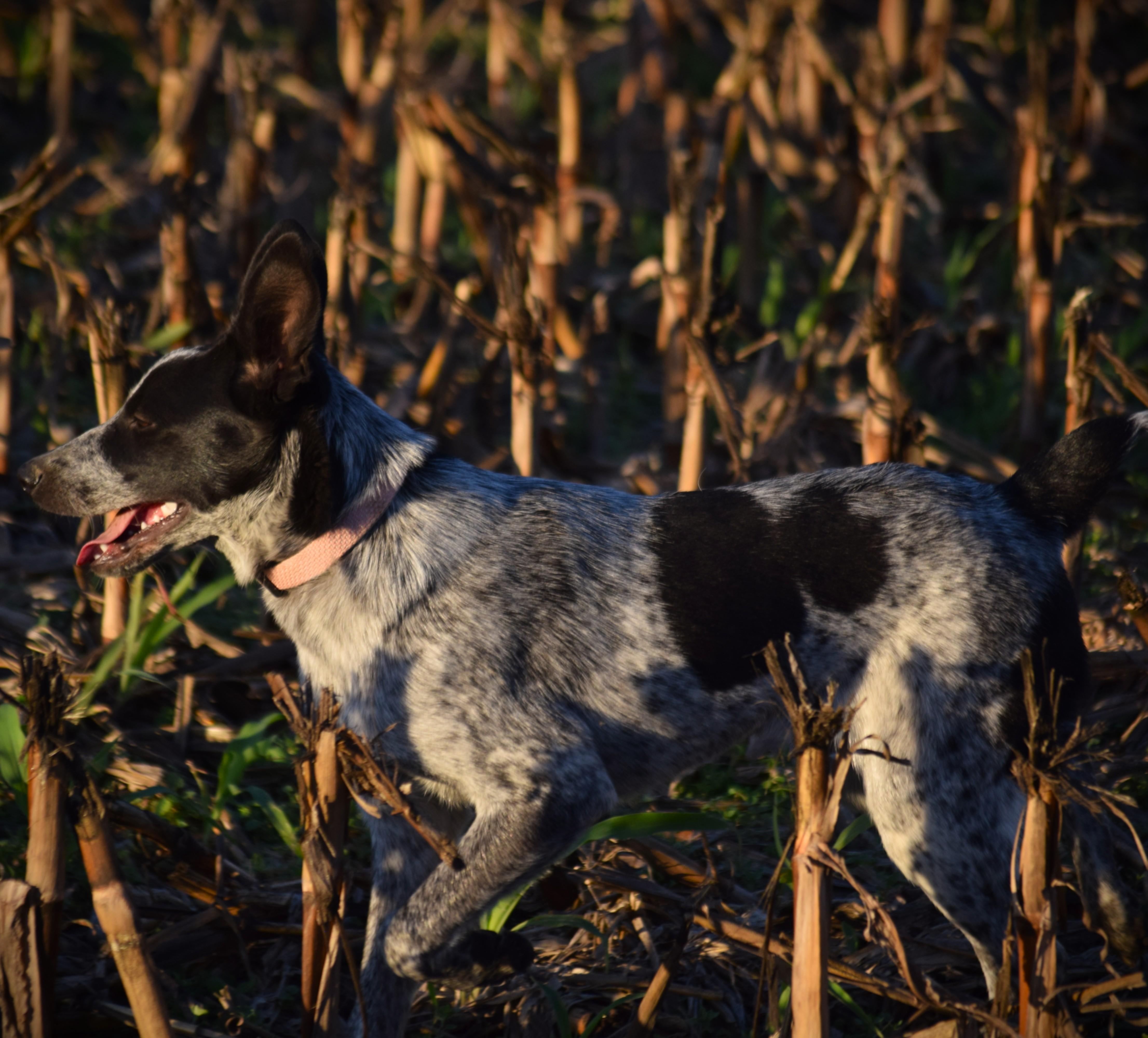Jami - velcro baby!, a Adoptable Australian Cattle Dog / Blue Heeler in Rockport, IN image 5/5