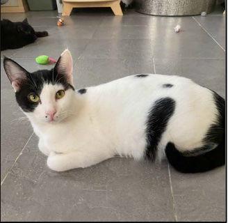 Annabelle from Kuwait, Adoptable, Adult Female Oriental Short Hair.