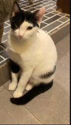 Enlarge Annabelle from Kuwait, a Adoptable Oriental Short Hair in Herndon, VA image 2/3