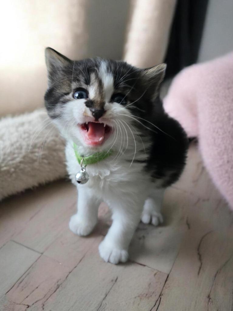 Enlarge Gene, a Adopted mixed breed in Barron, WI image 4/6