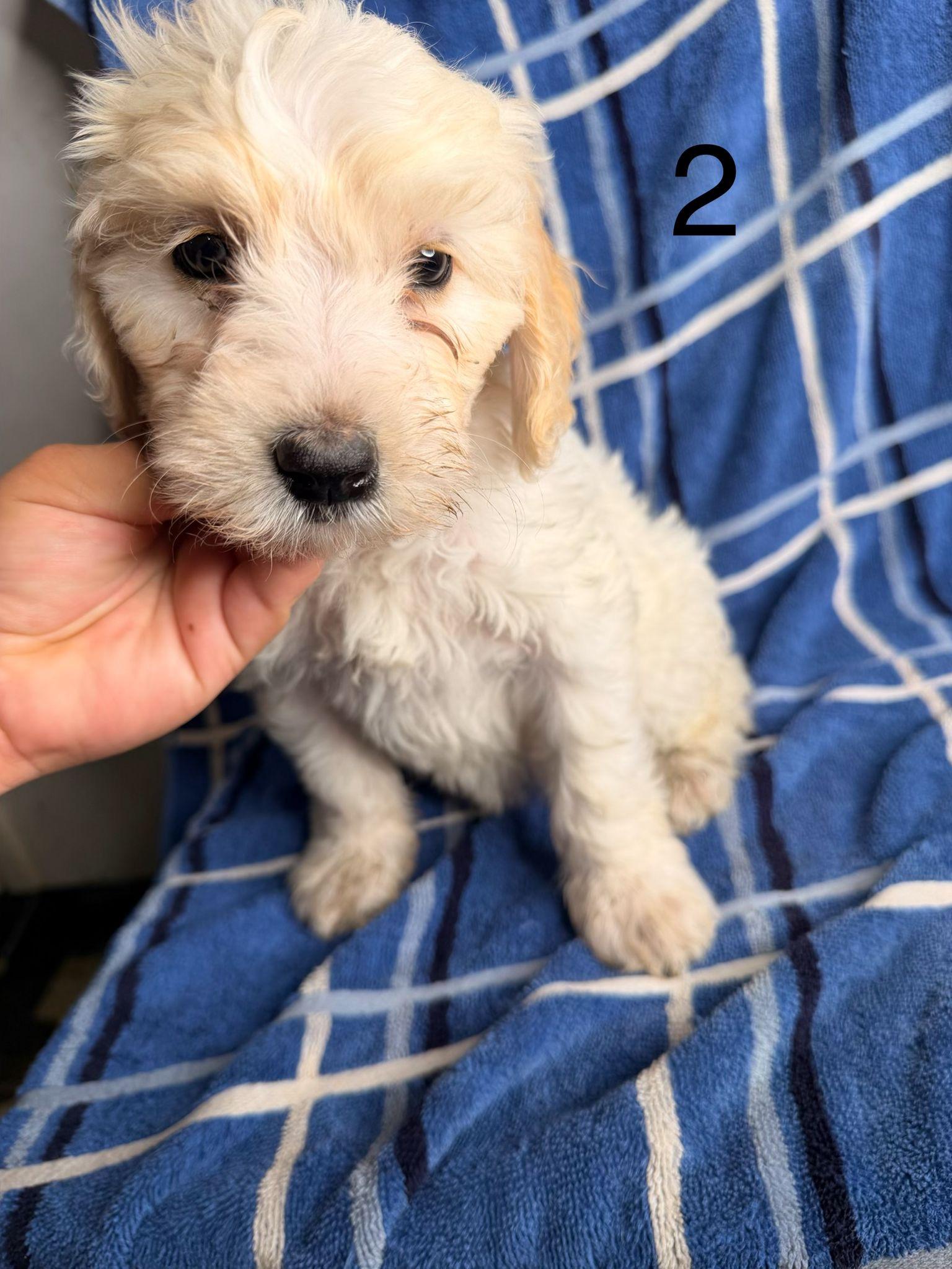 Enlarge Jonathan, a Adoptable Goldendoodle in Moreno Valley, CA image 1/1