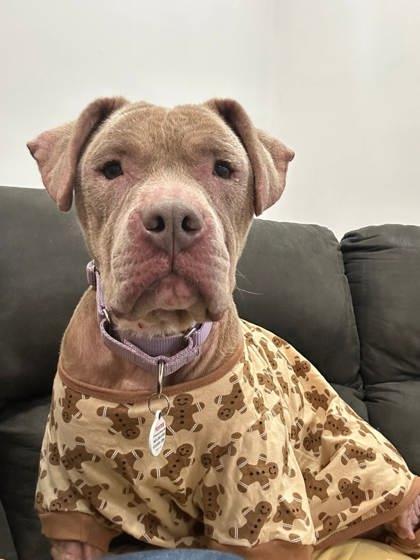 Enlarge Coco, a Adoptable mixed breed in Fallston, MD image 4/5