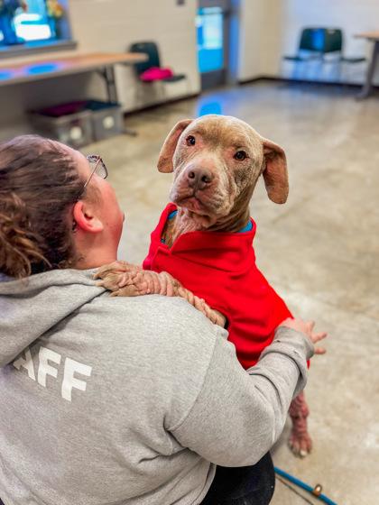Enlarge Coco, a Adoptable mixed breed in Fallston, MD image 3/3