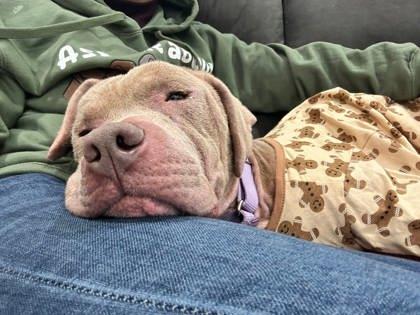 Enlarge Coco, a Adoptable mixed breed in Fallston, MD image 5/5