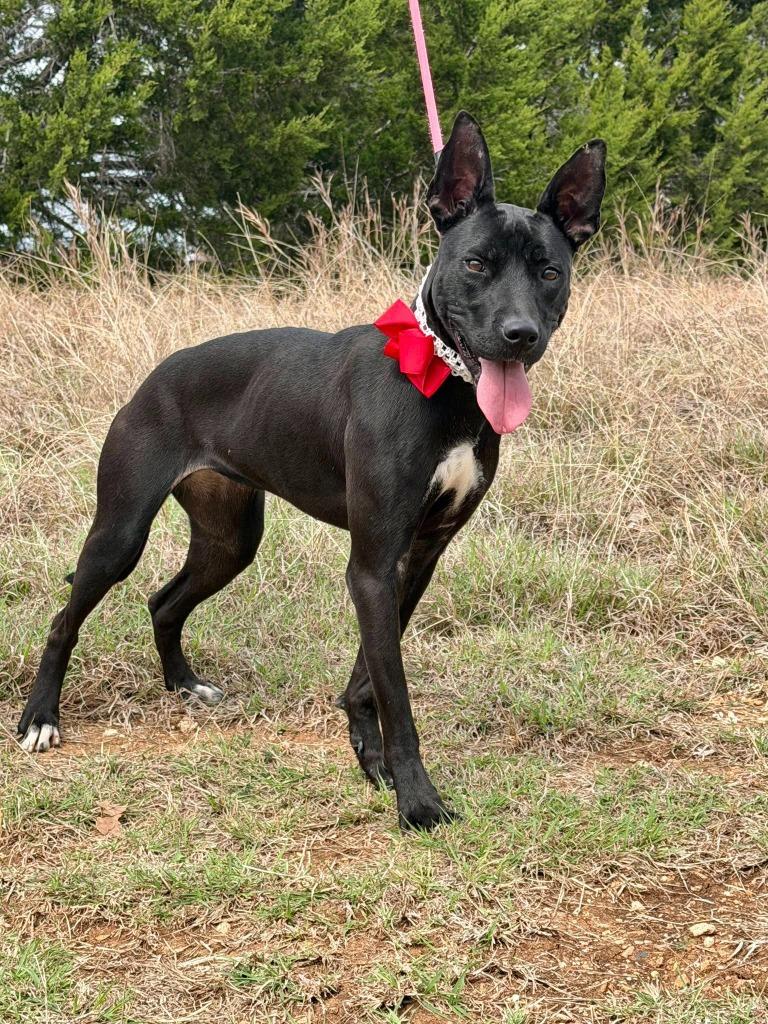 Lovebird*, Adoptable, Young Female Labrador Retriever & Mixed Breed.