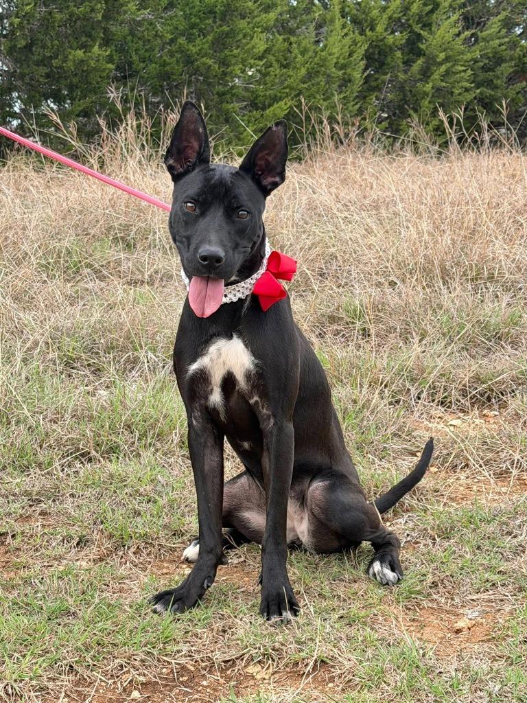 Enlarge Lovebird*, a Adoptable mixed breed in Belton, TX image 2/2