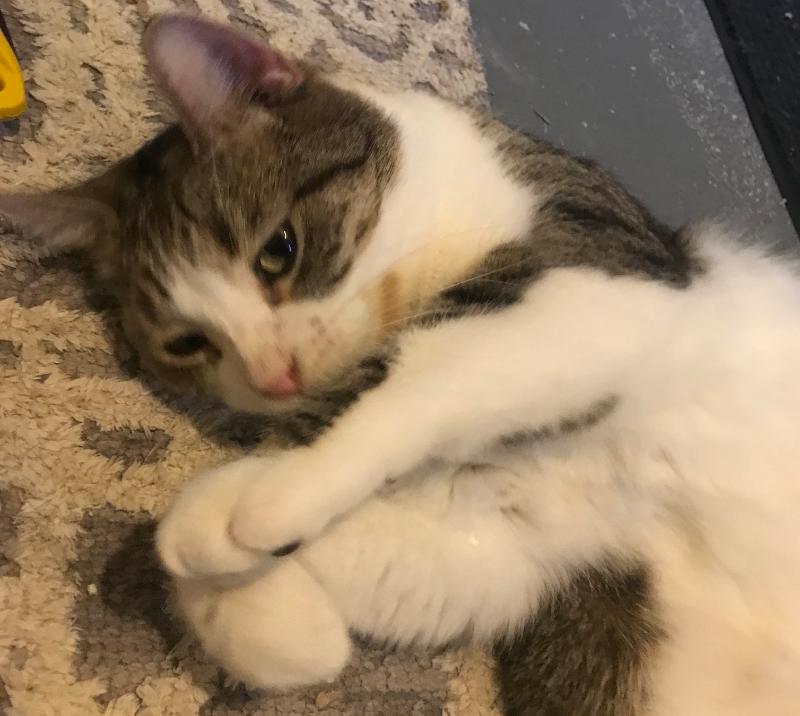 Enlarge May, a Adoptable mixed breed in Waverly, IA image 7/11