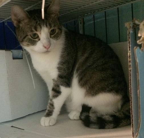 Enlarge May, a Adoptable mixed breed in Waverly, IA image 8/11