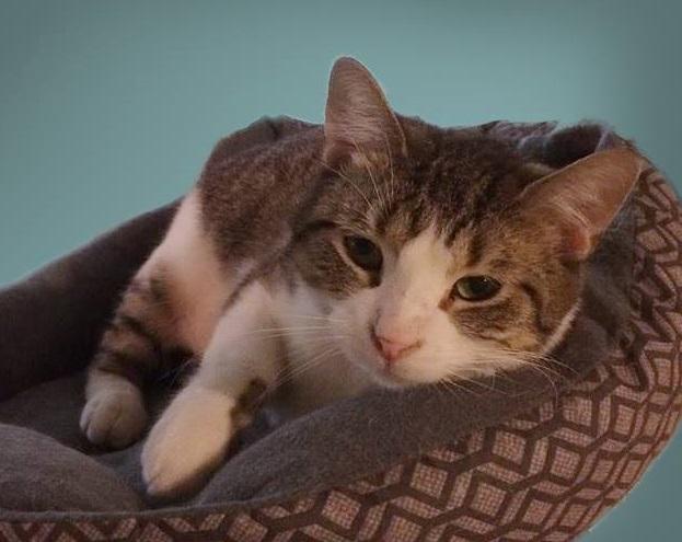 Enlarge May, a Adoptable mixed breed in Waverly, IA image 9/11